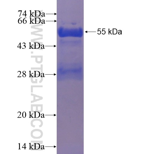 AK3L1 fusion protein Ag3966 SDS-PAGE