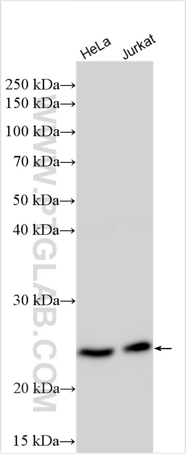Western Blot (WB) analysis of various lysates using AK6 Polyclonal antibody (30517-1-AP)