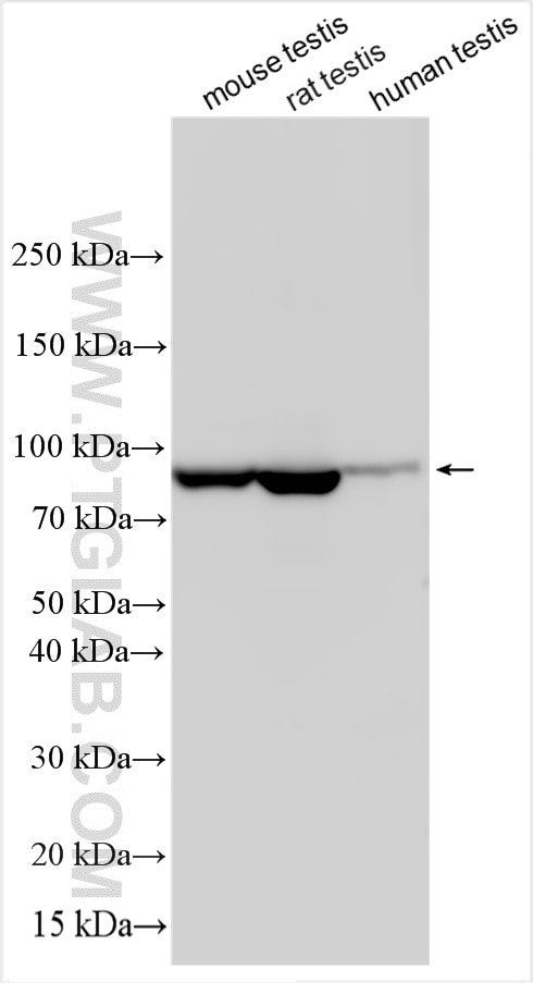 Western Blot (WB) analysis of various lysates using AK7 Polyclonal antibody (17332-1-AP)