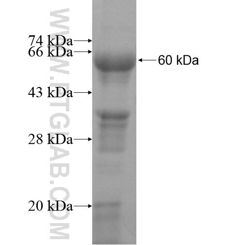 AK7 fusion protein Ag11152 SDS-PAGE