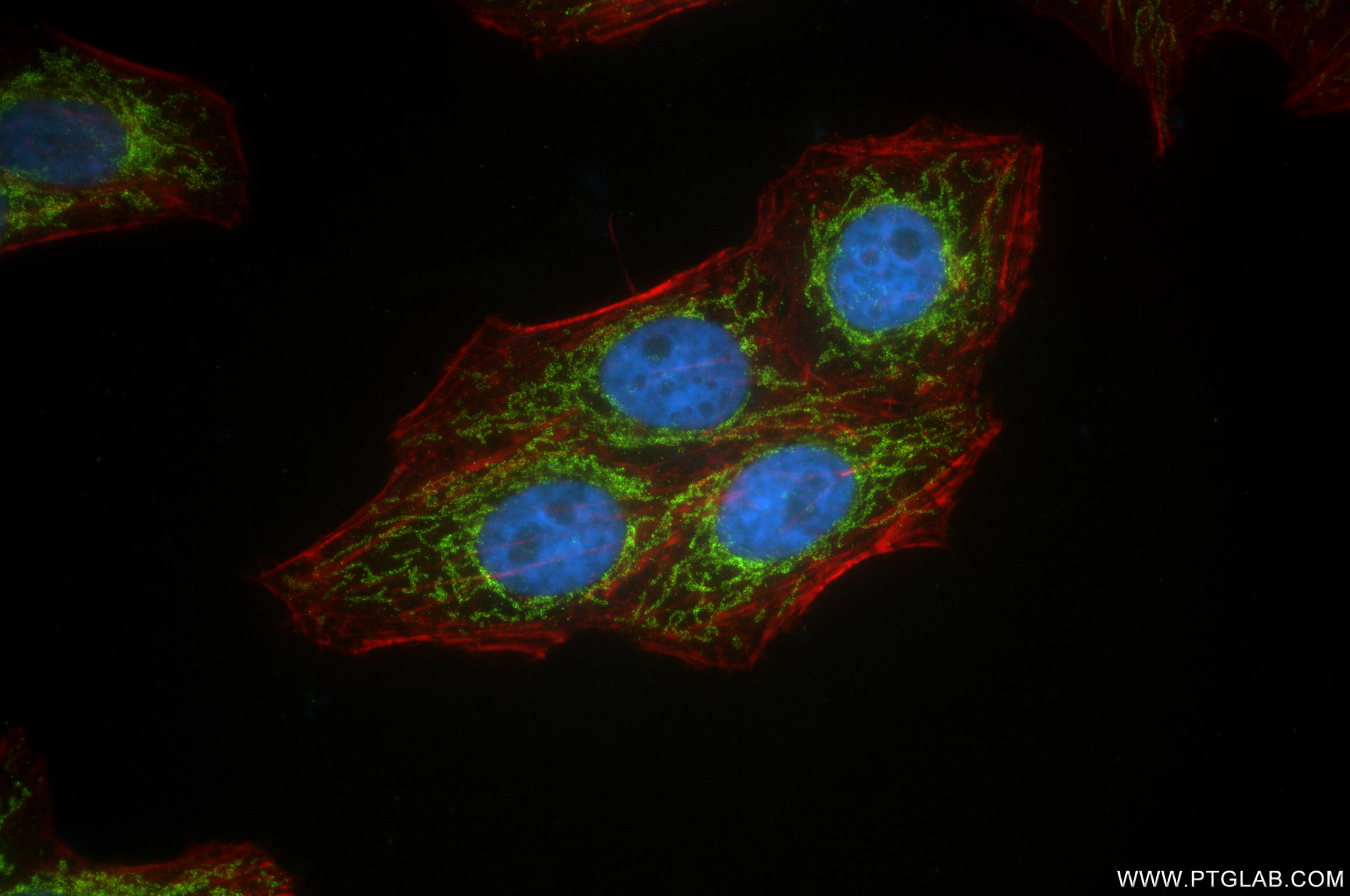 Immunofluorescence (IF) / fluorescent staining of HepG2 cells using AKAP1 Recombinant antibody (85119-2-RR)