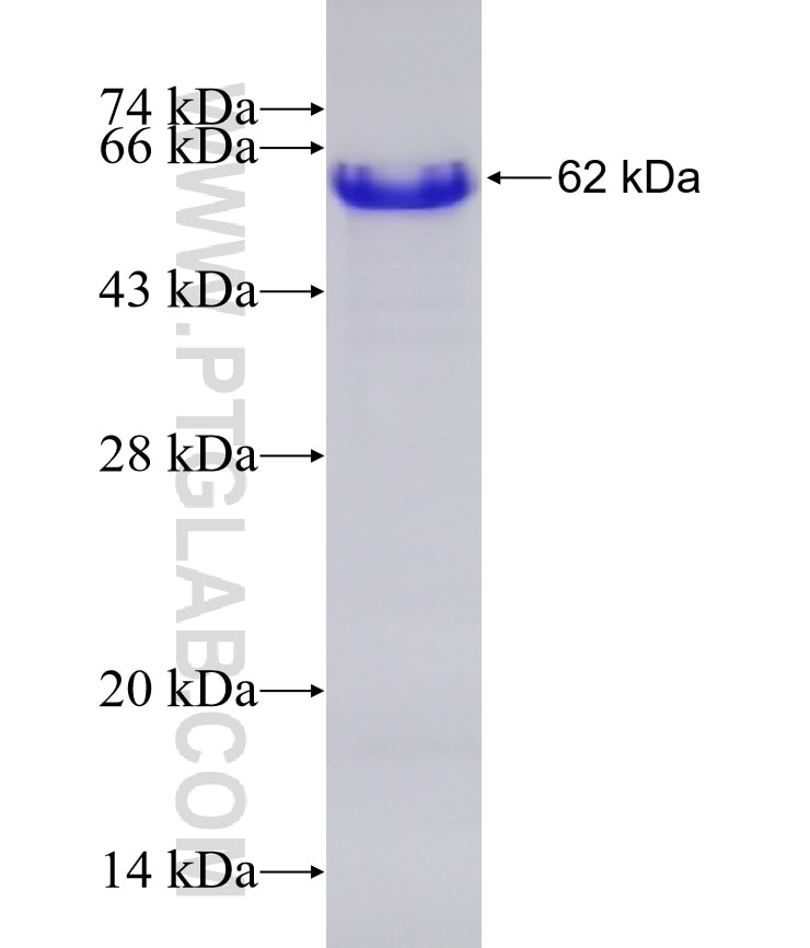 AKAP1 fusion protein Ag8037 SDS-PAGE