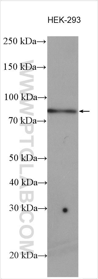 WB analysis using 12356-1-AP