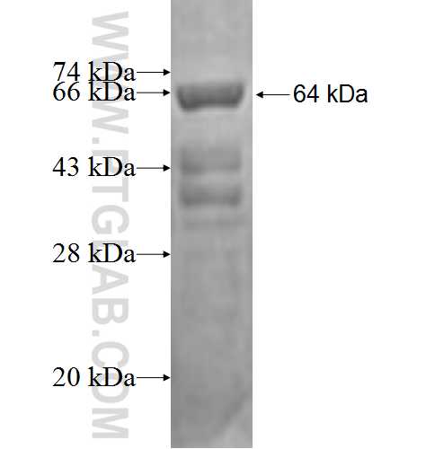 AKAP10 fusion protein Ag3020 SDS-PAGE