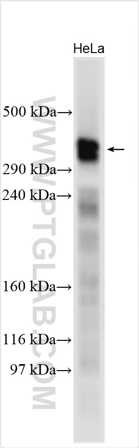 Western Blot (WB) analysis of various lysates using AKAP13 Polyclonal antibody (27947-1-AP)