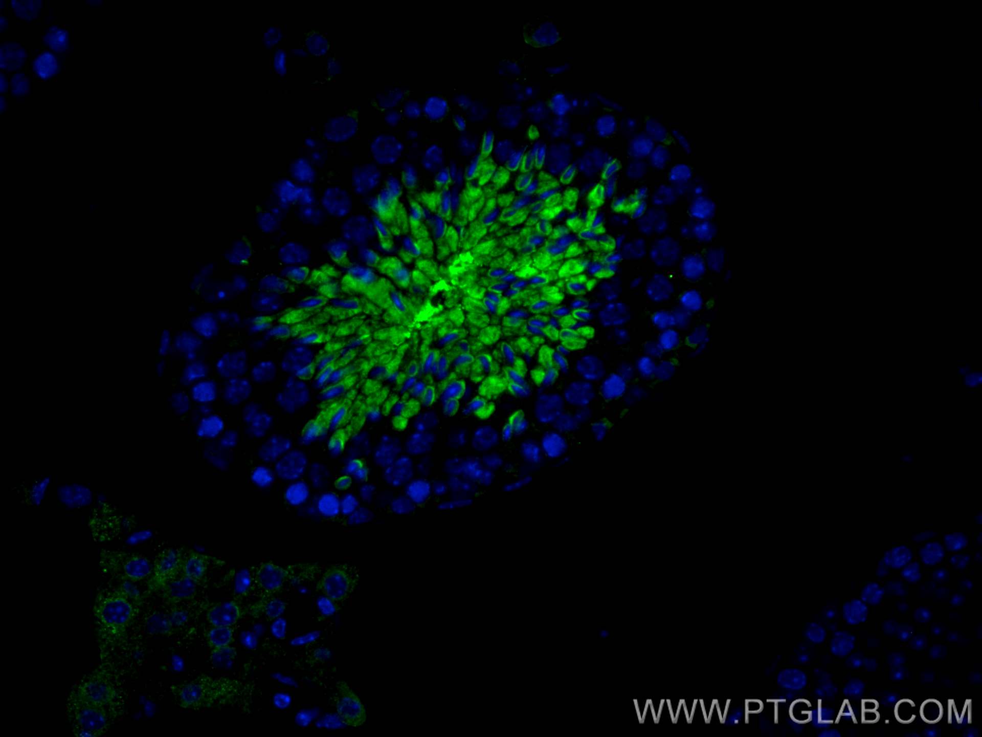 Immunofluorescence (IF) / fluorescent staining of mouse testis tissue using AKAP3 Polyclonal antibody (13907-1-AP)