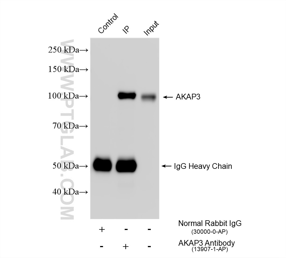 Immunoprecipitation (IP) experiment of mouse testis tissue using AKAP3 Polyclonal antibody (13907-1-AP)