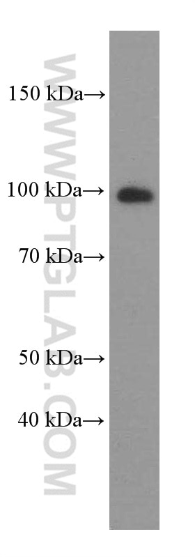 Western Blot (WB) analysis of human testis tissue using AKAP3 Monoclonal antibody (66255-1-Ig)