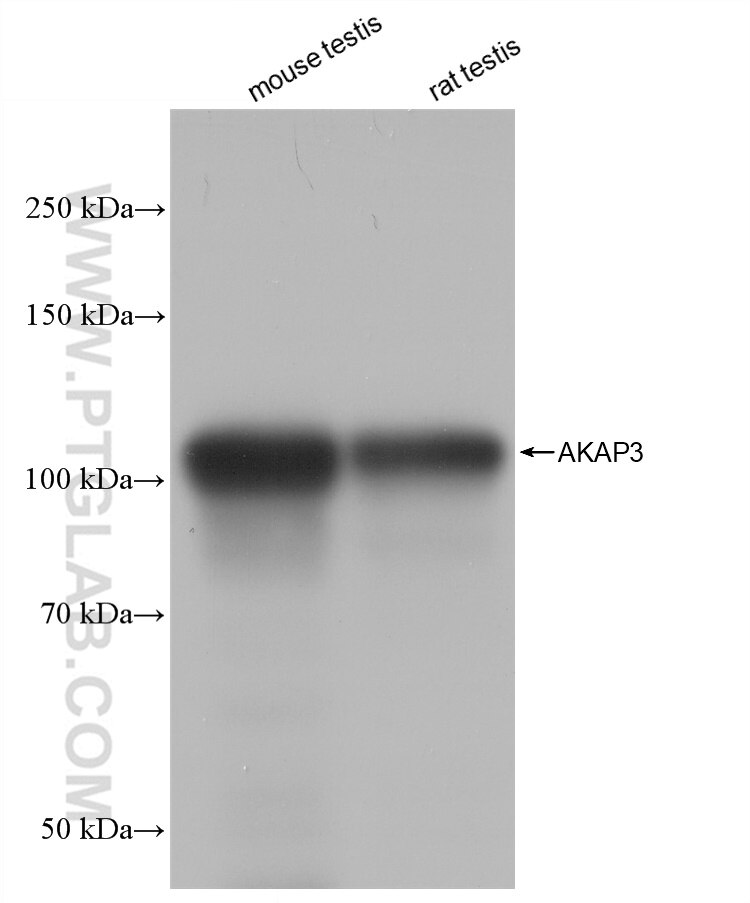 WB analysis using 82986-1-RR