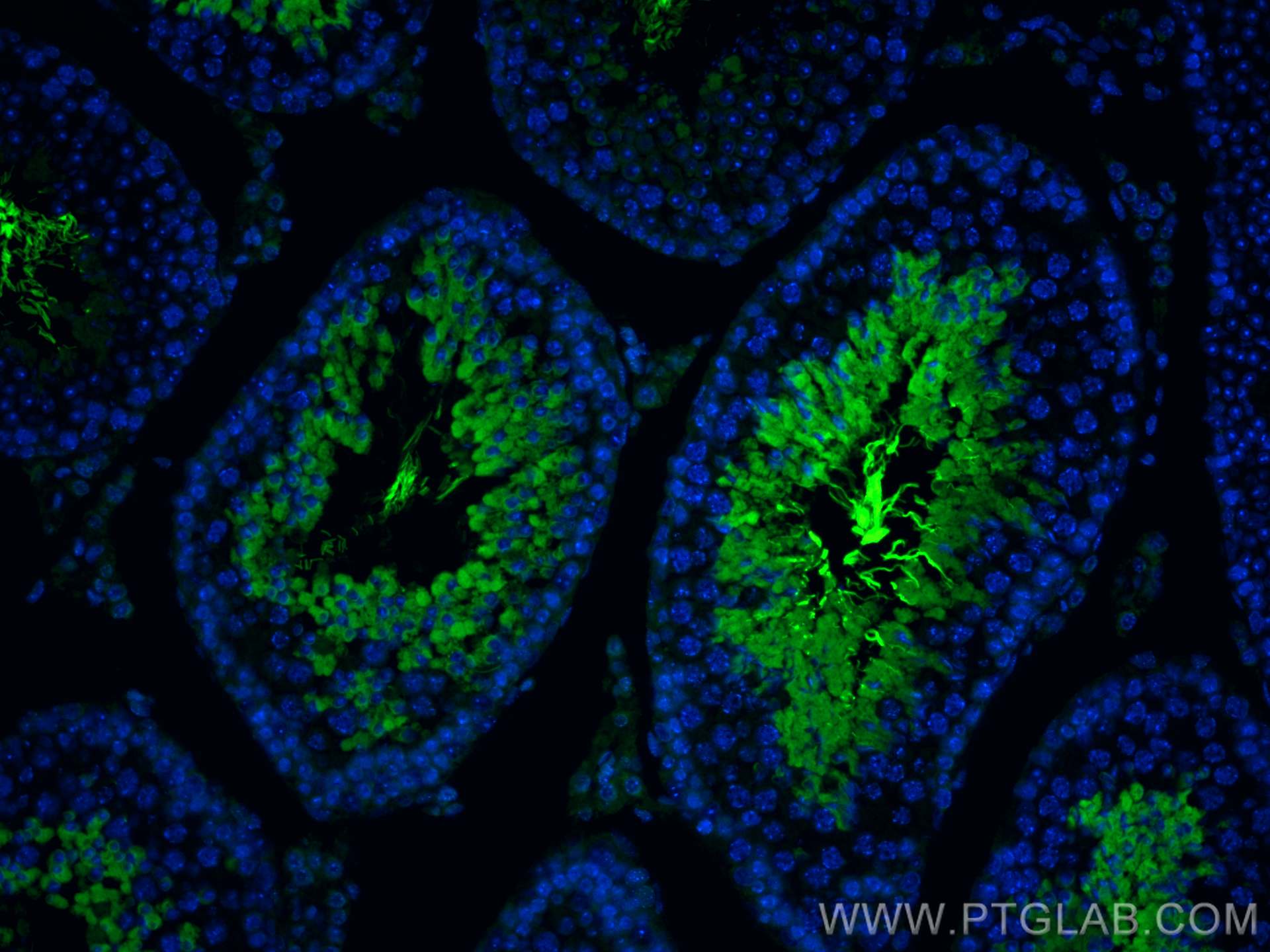 Immunofluorescence (IF) / fluorescent staining of mouse testis tissue using CoraLite® Plus 488-conjugated AKAP3 Monoclonal ant (CL488-66255)