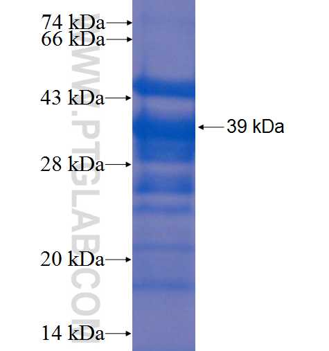 AKAP3 fusion protein Ag4885 SDS-PAGE