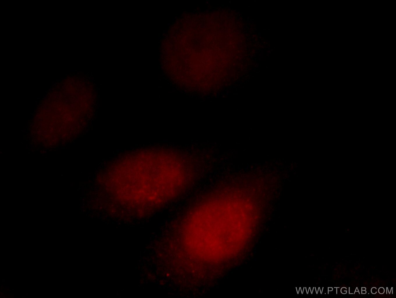 Immunofluorescence (IF) / fluorescent staining of HepG2 cells using AKAP7 Polyclonal antibody (12591-1-AP)