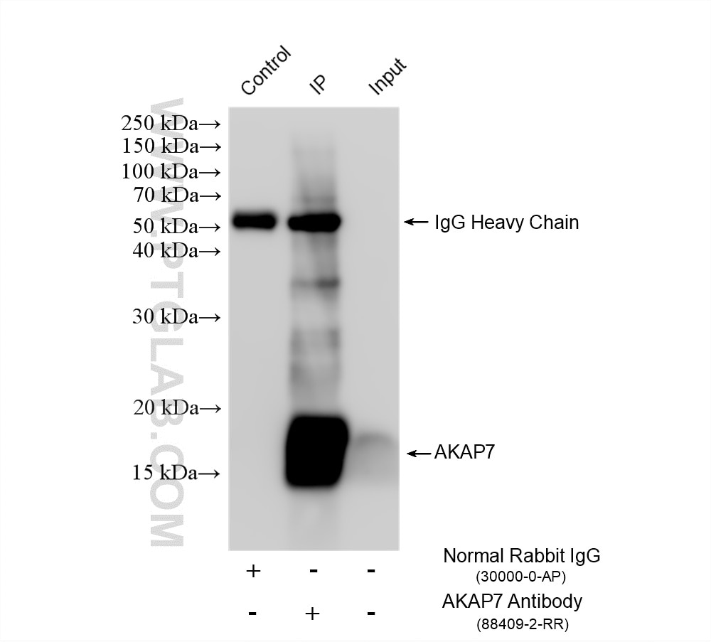 IP experiment of human brain using 88409-2-RR (same clone as 88409-2-PBS) Immunoprecipitation (IP) experiment of human brain tissue using AKAP7 Recombinant monoclonal antibody (88409-2-RR)