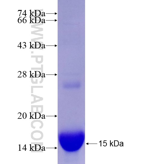 AKAP7 fusion protein Ag28790 SDS-PAGE