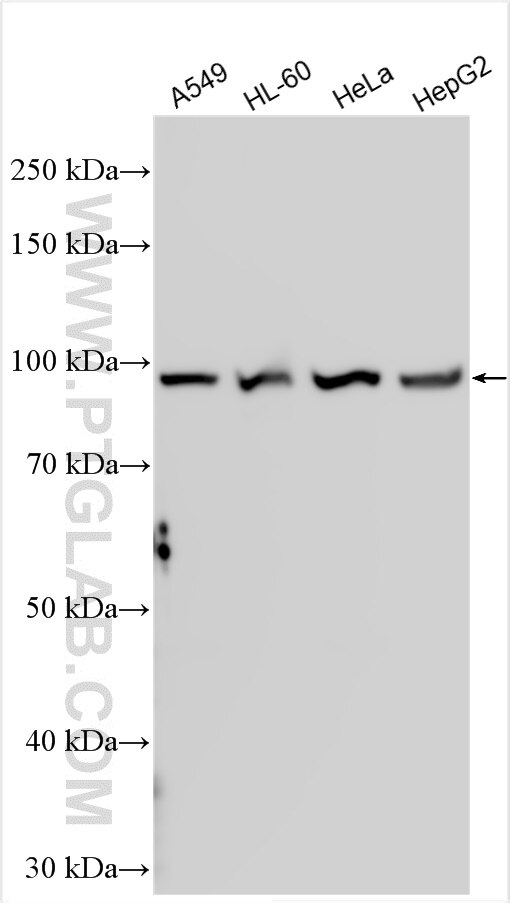 Western Blot (WB) analysis of various lysates using AKAP8 Polyclonal antibody (31542-1-AP)