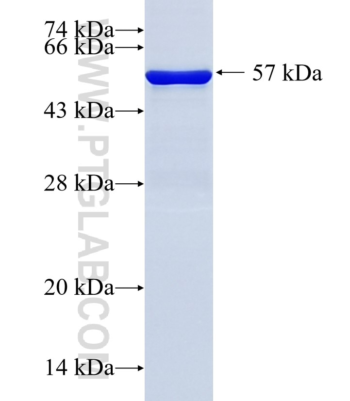 AKAP8 fusion protein Ag35816 SDS-PAGE