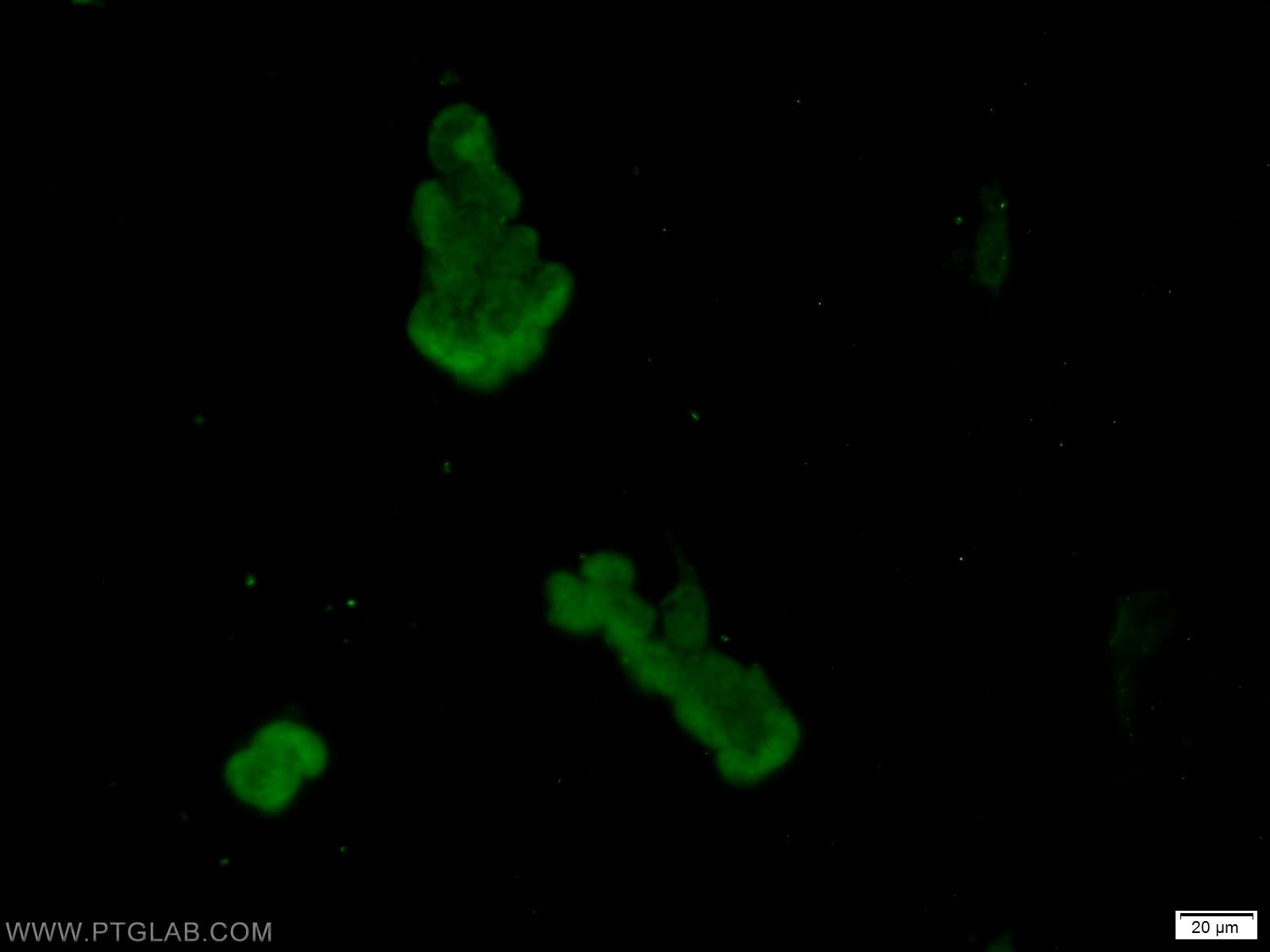 Immunofluorescence (IF) / fluorescent staining of HEK-293 cells using AKAP8L Polyclonal antibody (10103-1-AP)