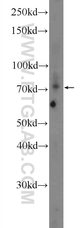 Western Blot (WB) analysis of PC-3 cells using AKAP8L Polyclonal antibody (10103-1-AP)