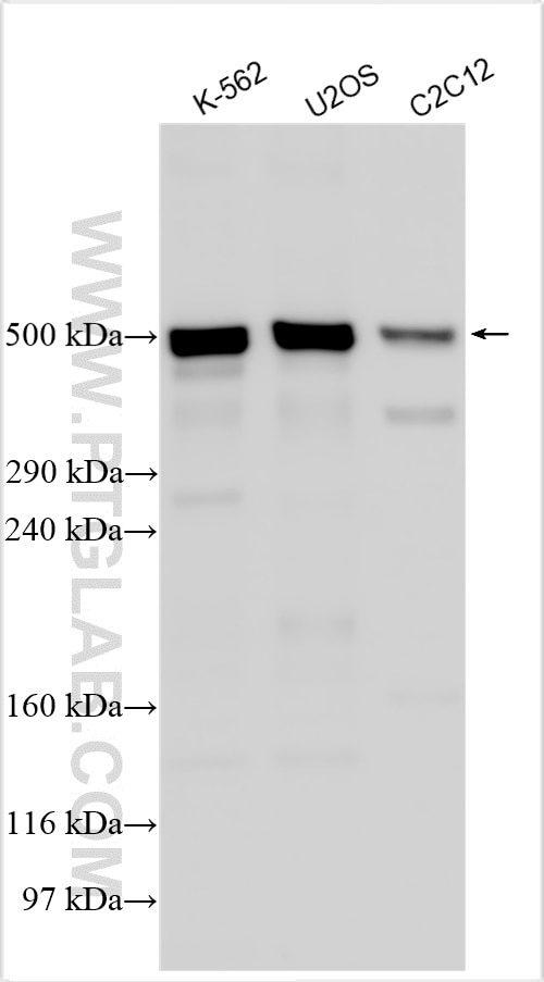 Western Blot (WB) analysis of various lysates using AKAP9 Polyclonal antibody (30290-1-AP)