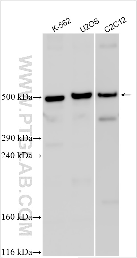 Western Blot (WB) analysis of various lysates using AKAP9 Polyclonal antibody (30290-1-AP)