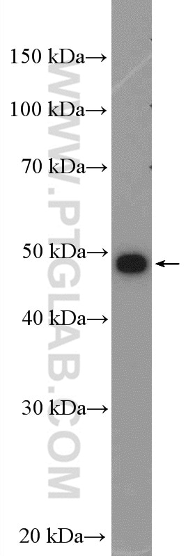 Western Blot (WB) analysis of HuH-7 cells using AKD2 Polyclonal antibody (27554-1-AP)