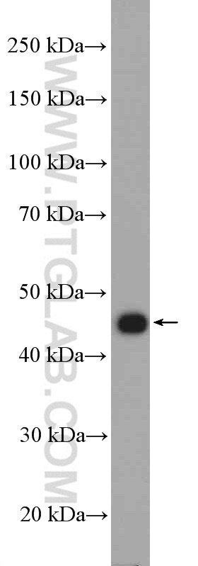 Western Blot (WB) analysis of HepG2 cells using AKD2 Polyclonal antibody (27554-1-AP)