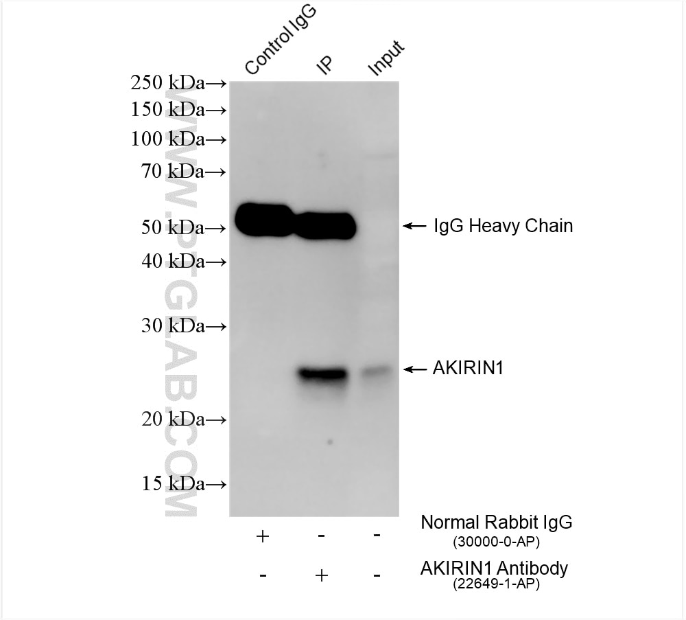 Immunoprecipitation (IP) experiment of U-251 cells using AKIRIN1 Polyclonal antibody (22649-1-AP)