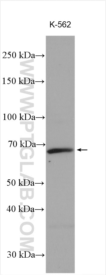 Western Blot (WB) analysis of K-562 cells using AKNA Polyclonal antibody (23785-1-AP)