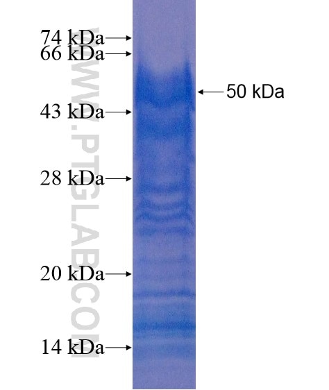 AKNA fusion protein Ag20662 SDS-PAGE
