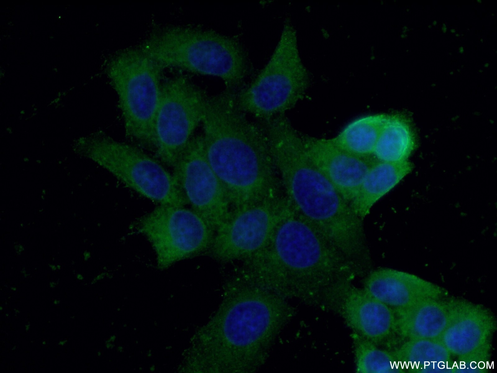 Immunofluorescence (IF) / fluorescent staining of HeLa cells using AKR1A1 Polyclonal antibody (15054-1-AP)