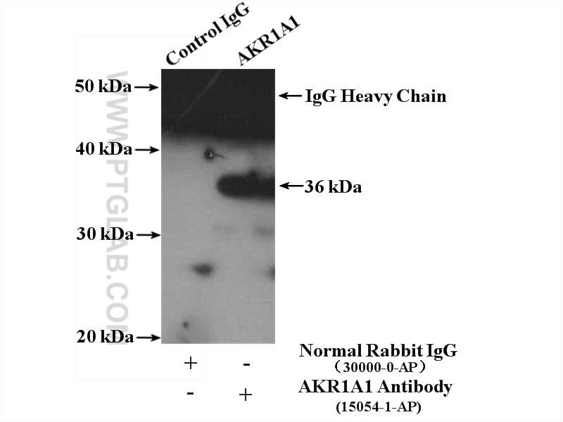 Immunoprecipitation (IP) experiment of HeLa cells using AKR1A1 Polyclonal antibody (15054-1-AP)
