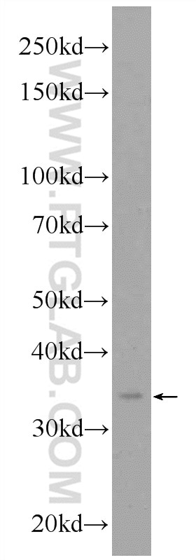 Western Blot (WB) analysis of mouse lung tissue using AKR1A1 Polyclonal antibody (15054-1-AP)