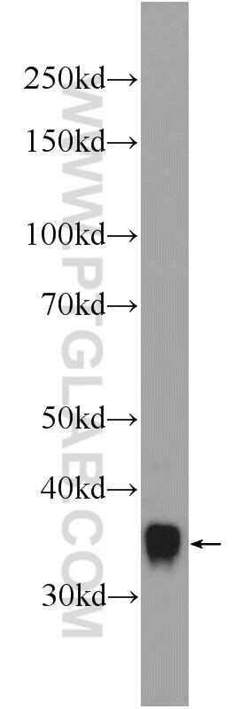 Western Blot (WB) analysis of L02 cells using AKR1A1 Polyclonal antibody (15054-1-AP)