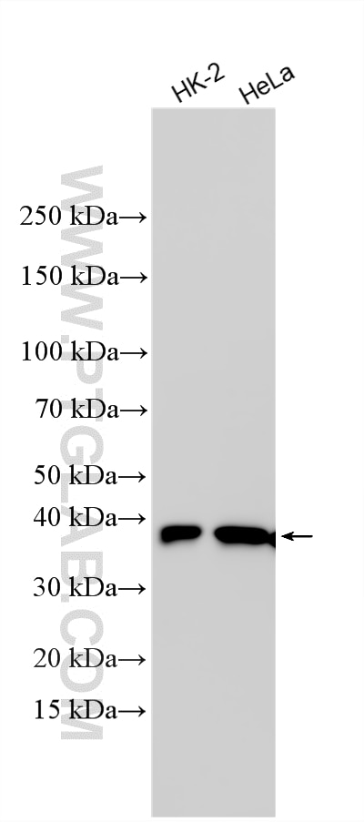 WB analysis using 15054-1-AP Western Blot (WB) analysis of various lysates using AKR1A1 Polyclonal antibody (15054-1-AP)