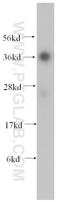 Western Blot (WB) analysis of human liver tissue using AKR1A1 Polyclonal antibody (15054-1-AP)
