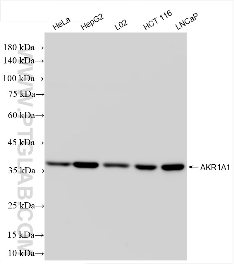 Western Blot (WB) analysis of various lysates using AKR1A1 Recombinant antibody (86147-1-RR)