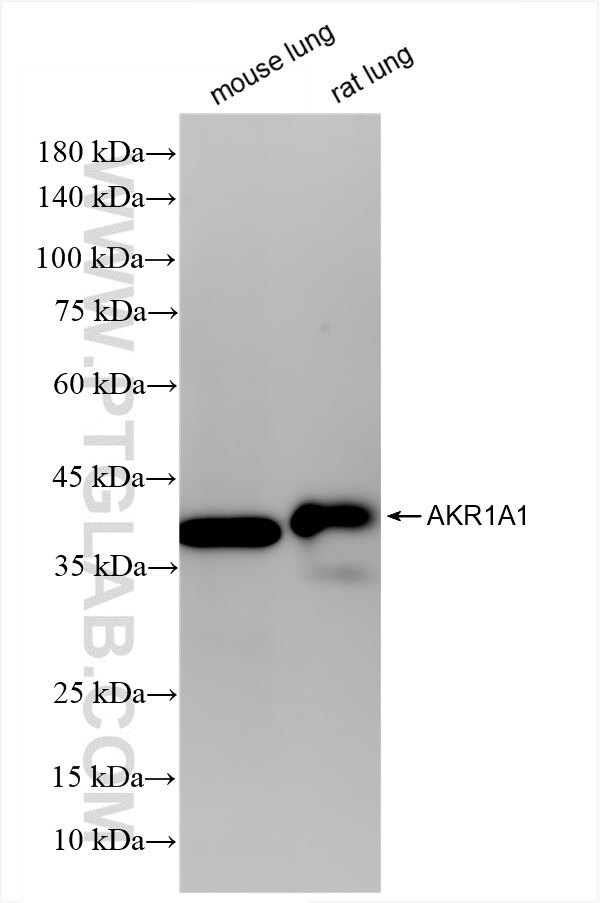 AKR1A1