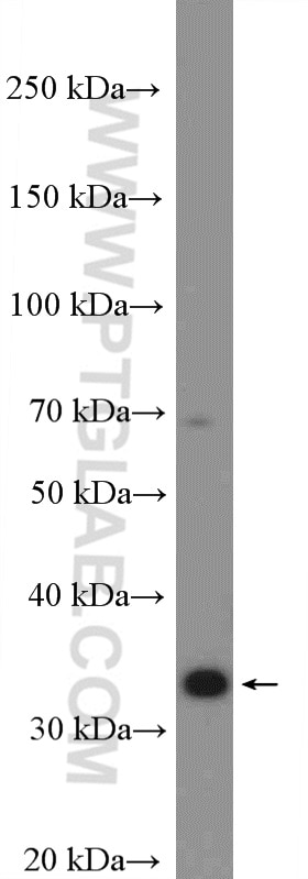 Western Blot (WB) analysis of L02 cells using AKR1B1 Polyclonal antibody (15439-1-AP)