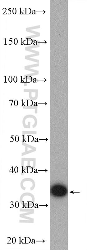 Western Blot (WB) analysis of L02 cells using AKR1B1 Polyclonal antibody (15439-1-AP)