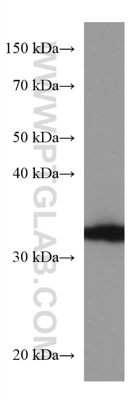 Western Blot (WB) analysis of HEK-293 cells using AKR1B1 Monoclonal antibody (67498-1-Ig)