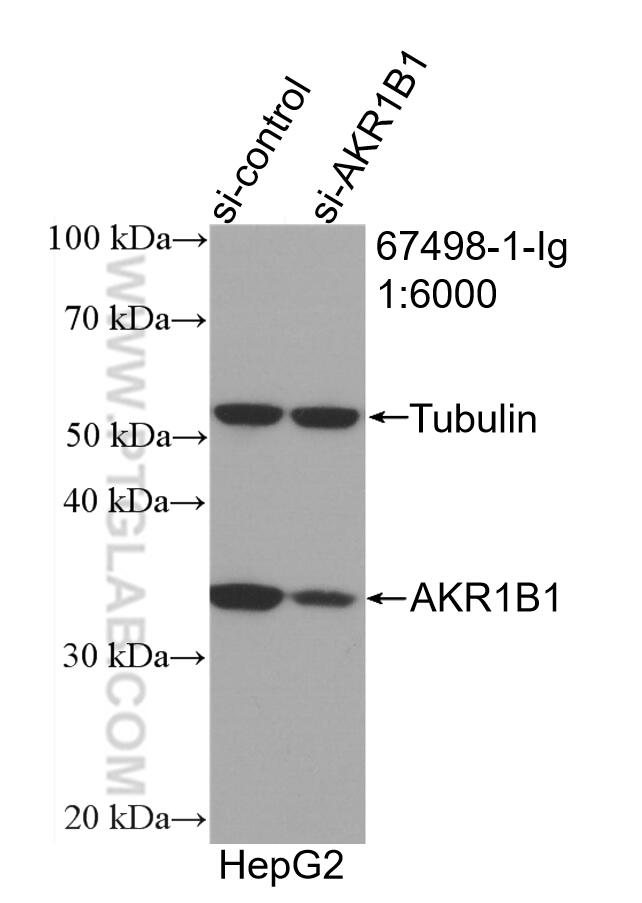 Western Blot (WB) analysis of HepG2 cells using AKR1B1 Monoclonal antibody (67498-1-Ig)