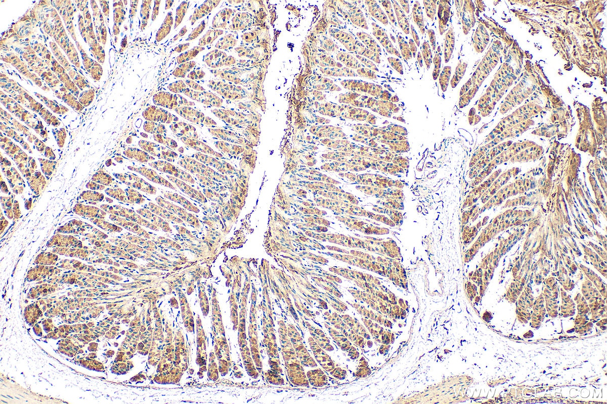 Immunohistochemistry (IHC) staining of mouse stomach tissue using AKR1B10 Polyclonal antibody (18252-1-AP)