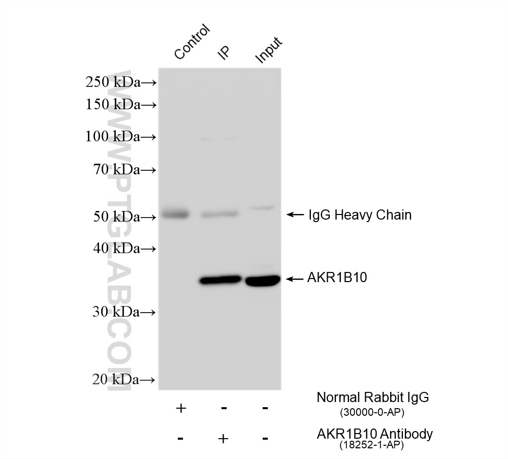 Immunoprecipitation (IP) experiment of HepG2 cells using AKR1B10 Polyclonal antibody (18252-1-AP)