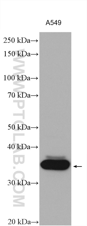 Western Blot (WB) analysis of various lysates using AKR1B10 Polyclonal antibody (18252-1-AP)