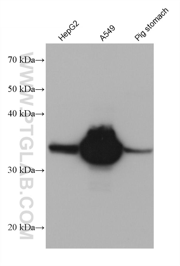 Western Blot (WB) analysis of various lysates using AKR1B10 Monoclonal antibody (68327-1-Ig)