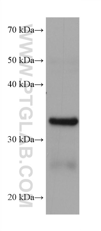 Western Blot (WB) analysis of rat stomach tissue using AKR1B10 Monoclonal antibody (68327-1-Ig)
