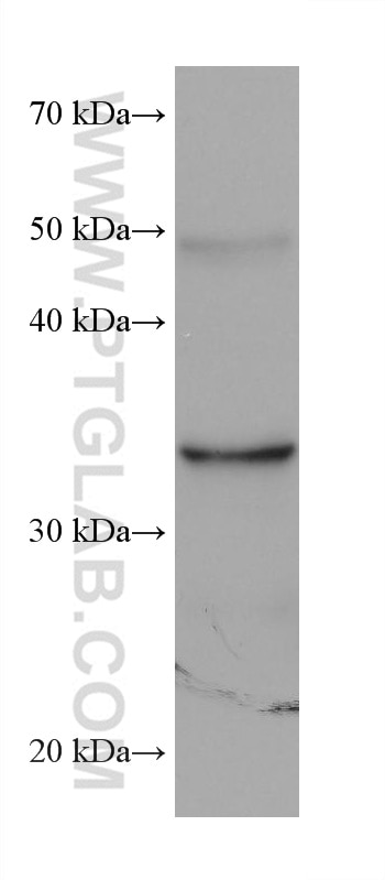 Western Blot (WB) analysis of pig small intestine tissue using AKR1B10 Monoclonal antibody (68327-1-Ig)