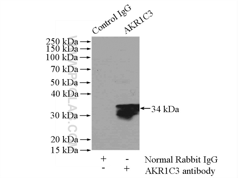 Immunoprecipitation (IP) experiment of HepG2 cells using AKR1C3 Polyclonal antibody (11194-1-AP)