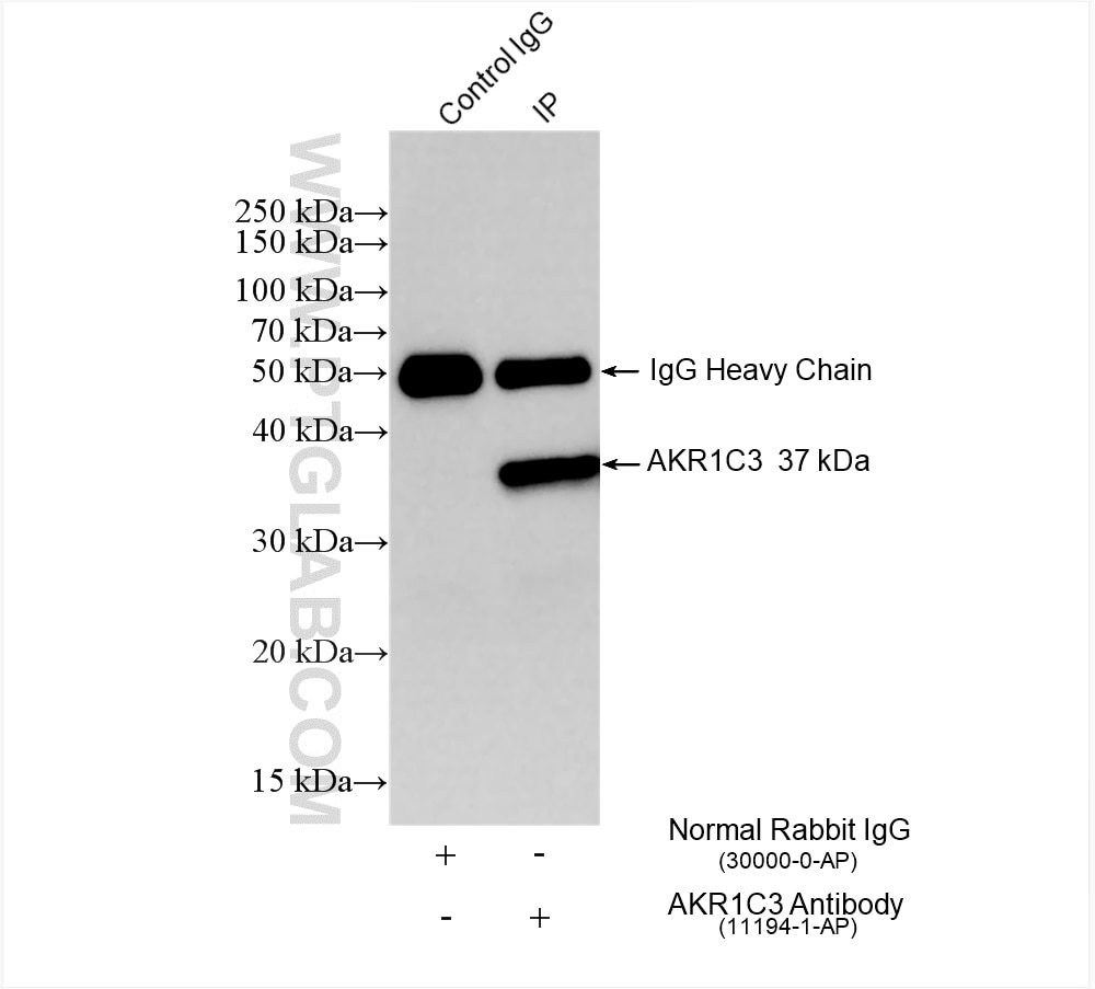 Immunoprecipitation (IP) experiment of HepG2 cells using AKR1C3 Polyclonal antibody (11194-1-AP)