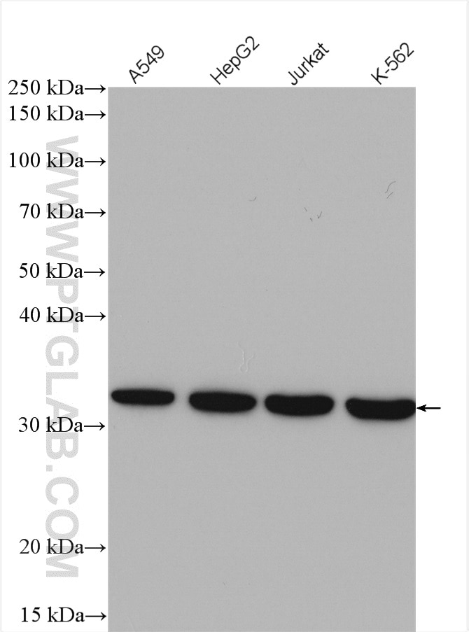 Western Blot (WB) analysis of various lysates using AKR1C3 Polyclonal antibody (11194-1-AP)